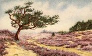 Heidevelden